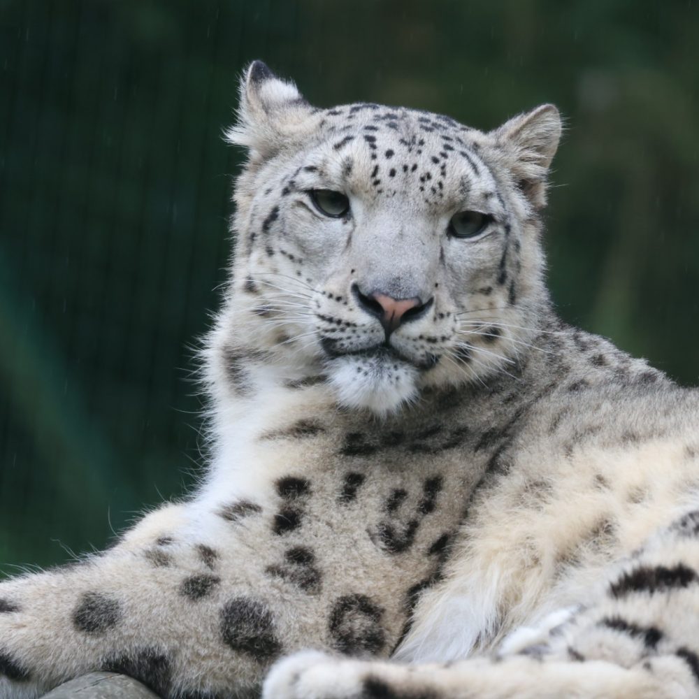 leopard-neiges