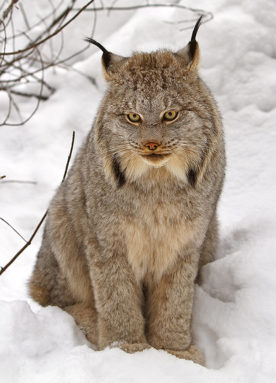 lynx-canada