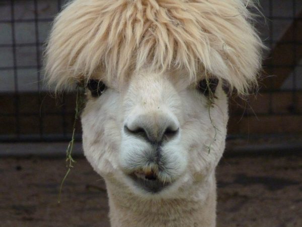 Alpaca