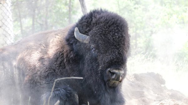 Bison des plaines