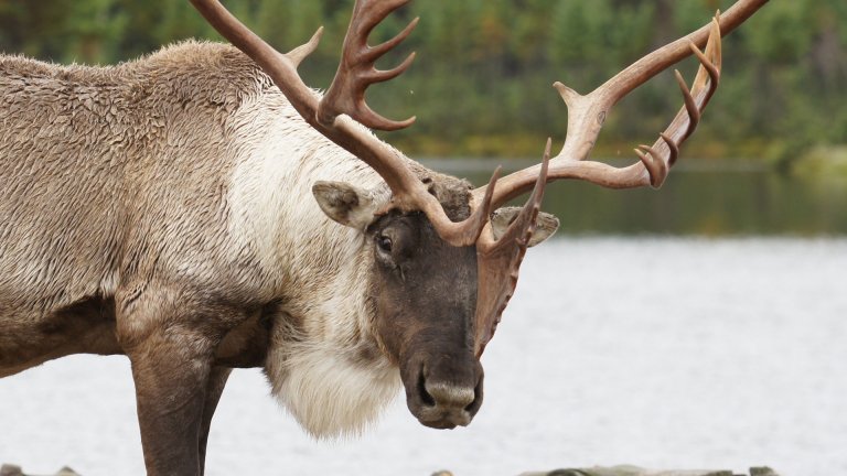 Caribou