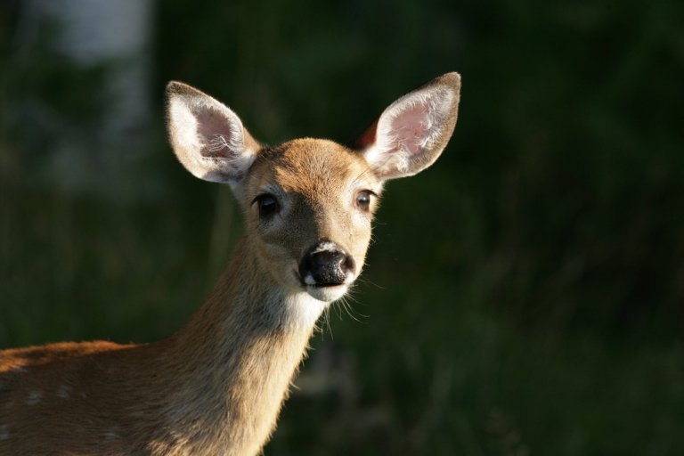 White-tailed deer