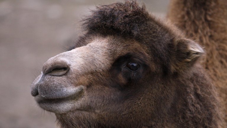 Chameau de Bactriane