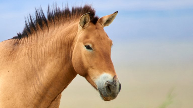Cheval de Przewalski