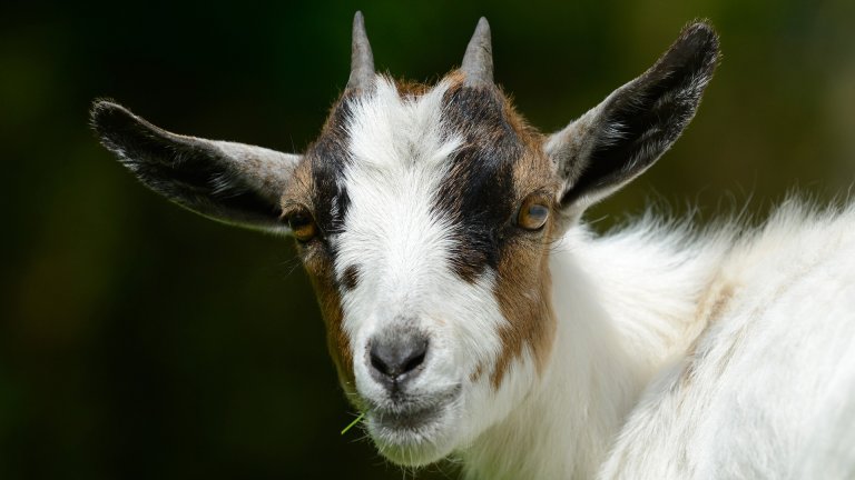 Domestic goat