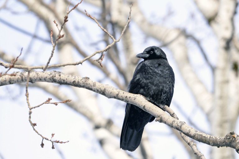 American crow