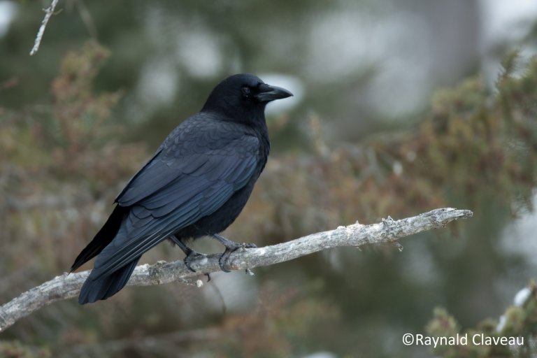Corneille d&rsquo;Amérique