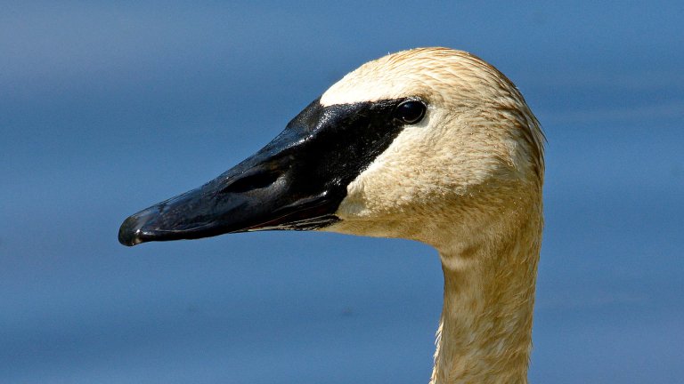 Cygne trompette
