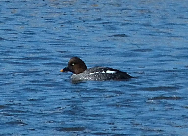 Garrot à œil d’or