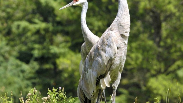 Sandhill crane