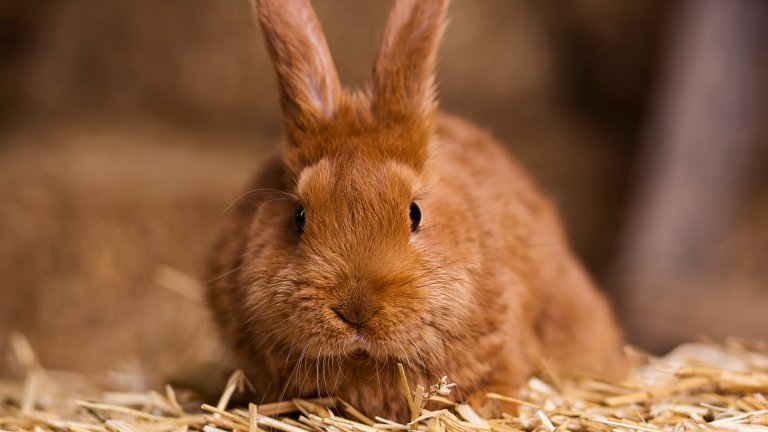 Lapin domestique