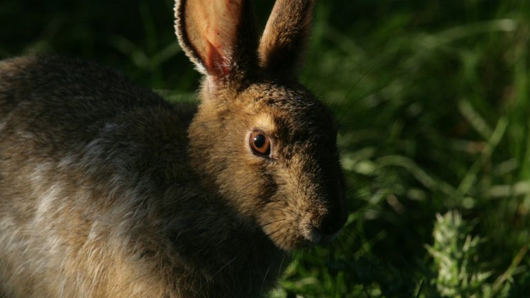 Lièvre d&rsquo;Amérique