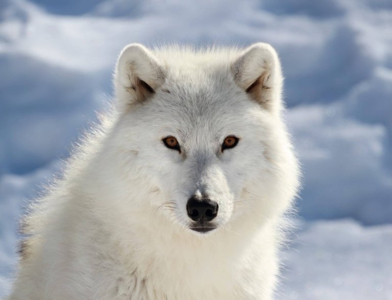 Loup arctique