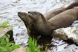 Loutre de rivière d&rsquo;Amérique