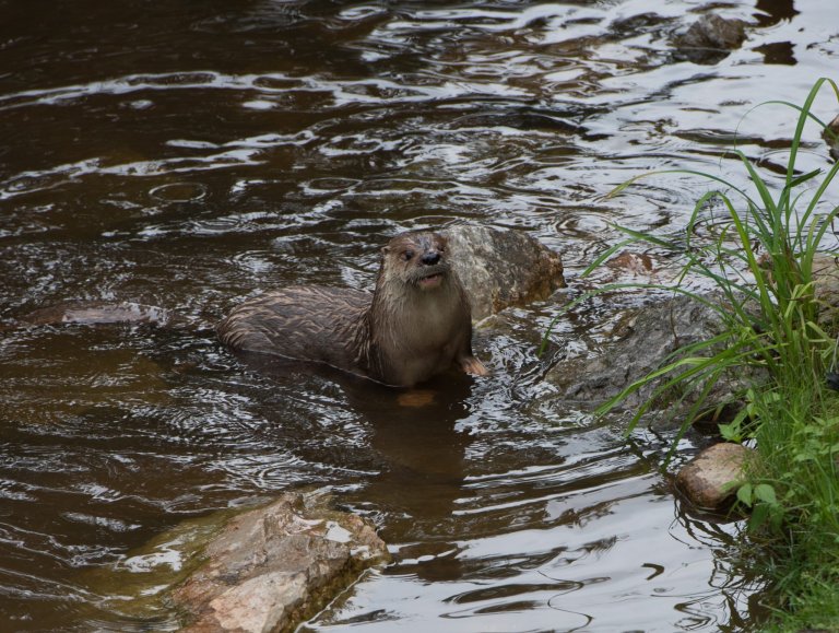 River otter