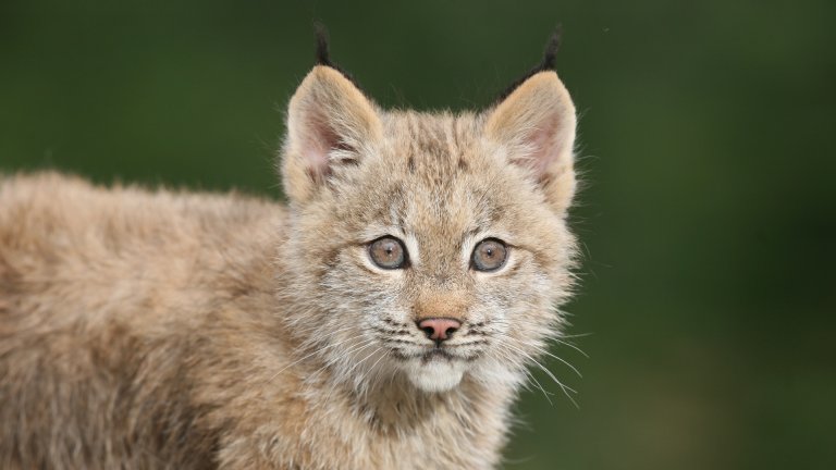 Lynx du Canada