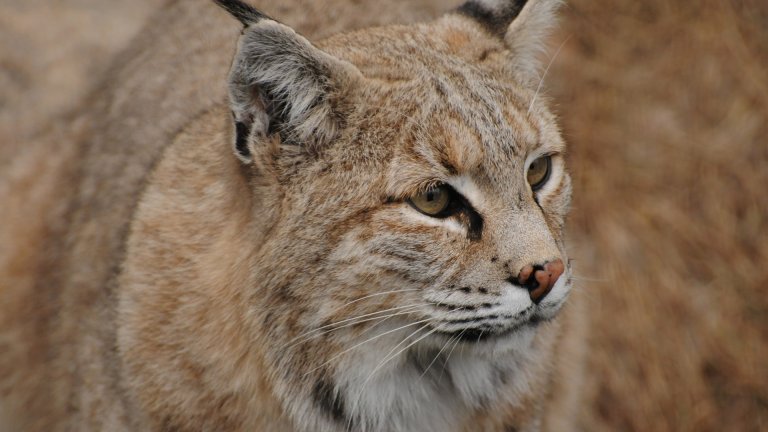 Lynx roux