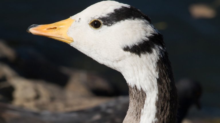 Oie à tête barrée