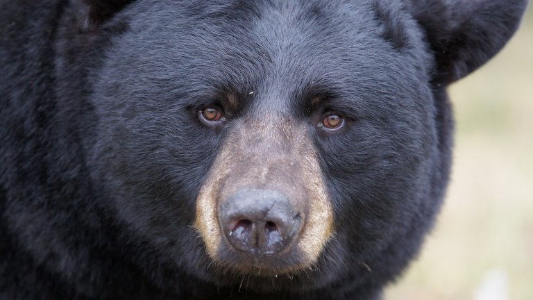 Ours noir d&rsquo;Amérique