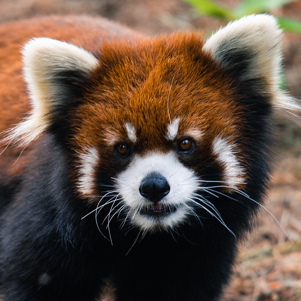 petit-panda-vignette