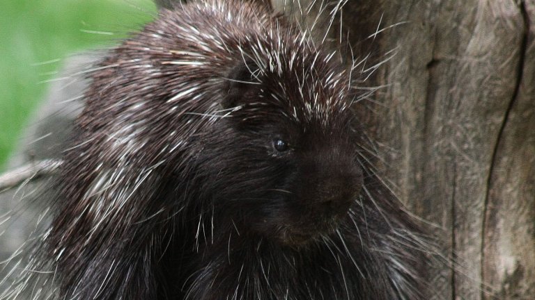 Porc-épic d&rsquo;Amérique