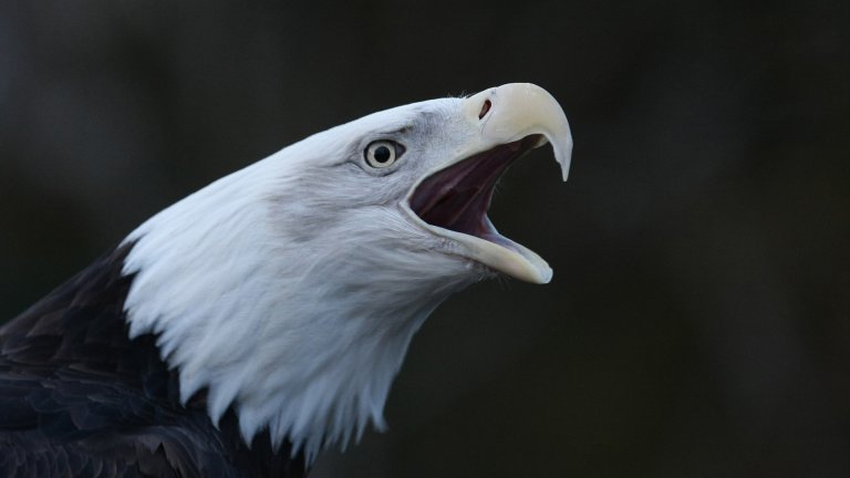 Pygargue à tête blanche