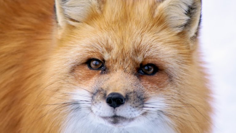 Red fox