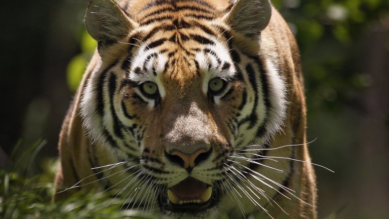 Tigre de l&rsquo;Amour