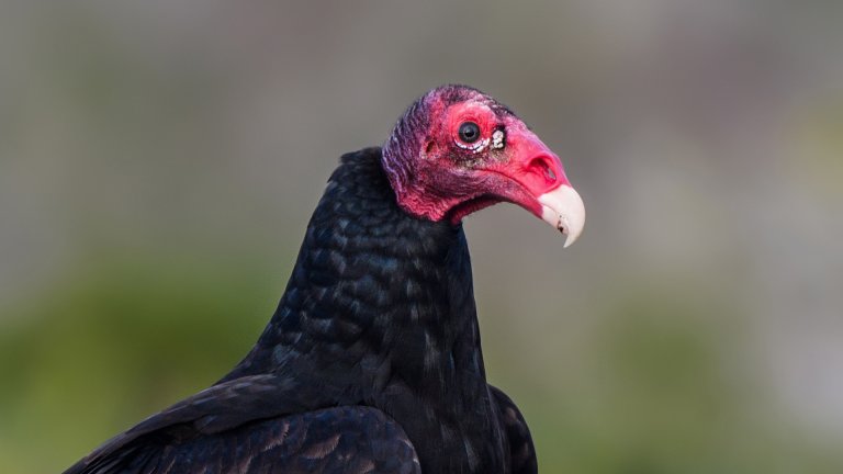 Urubu à tête rouge