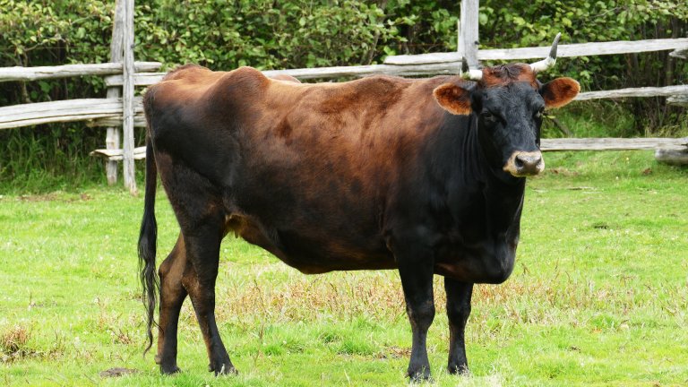 Vache canadienne