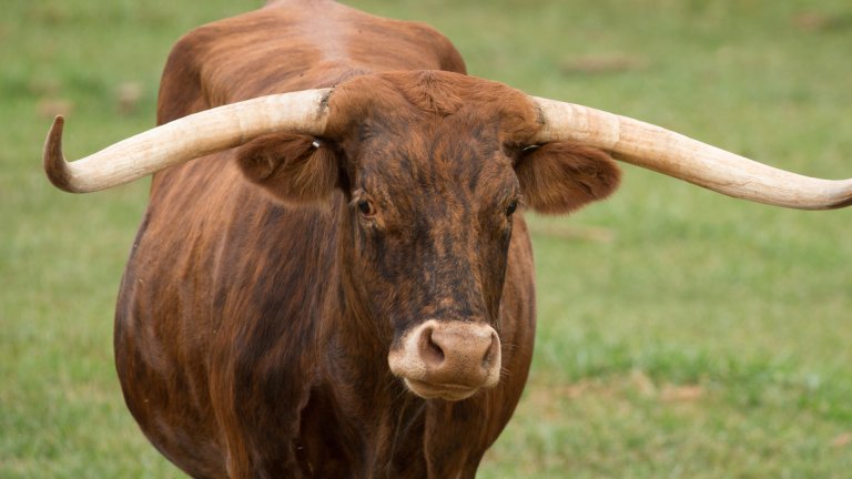 Vache à longues cornes