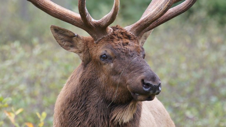 Wapiti